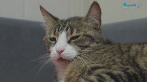 Кот Игорь - пушистый сотрудник МЧС Петербурга