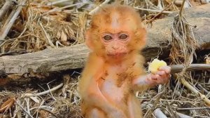 Обезьянка сиротка крошка уже не голодает Нашли Часто кормят Ест яблоко умничка