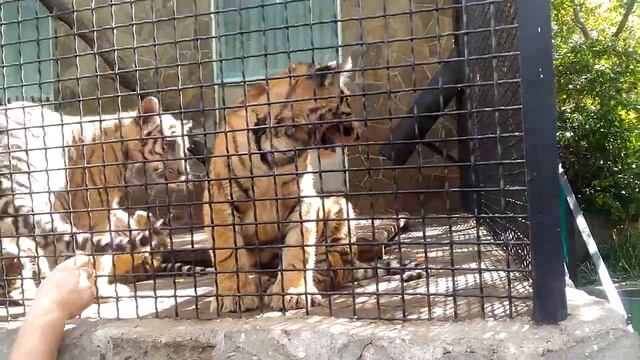 Поляна сказок смотреть онлайн