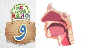 Долгая буква و Места артикуляции звуков арабского языка