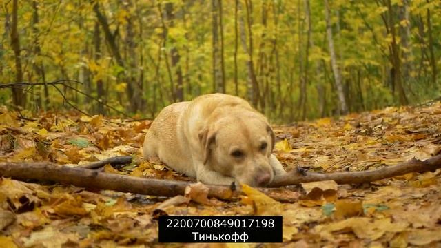 Очередные глюки МБА