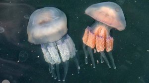 Океанолог оценил вероятность появления медузы-злодея в Черном море