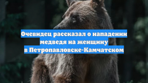 Очевидец рассказал о нападении медведя на женщину в Петропавловске-Камчатском