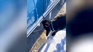 Смешное видео с котятами + озвучка!