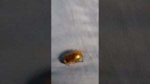 вторая часть про моего трупа майского жука западного