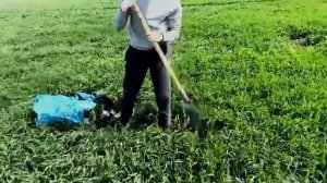 Эффективность дифференцированного внесения азотных удобрений с использованием модели ИИ