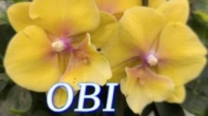 №1123/ СВЕЖИЕ, невероятно КРАСИВЫЕ орхидеи в OBI