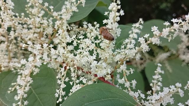 Пчёлка 🐝 смотреть онлайн