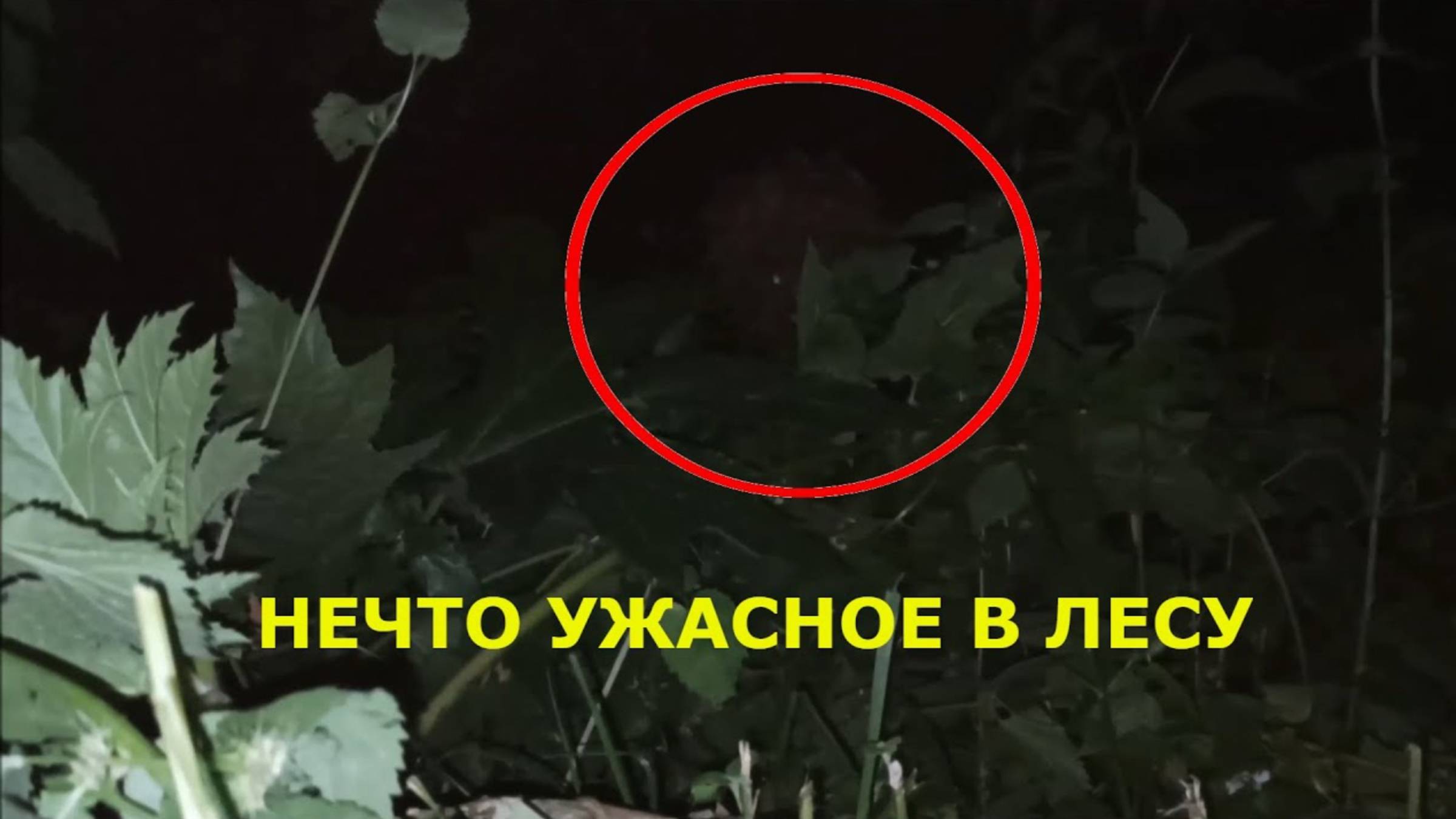 Ужасное непонятное существо снято на камеру там - Монстр в лесу смотреть онлайн