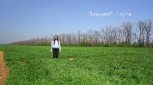 Эффективность работы фунгицида Ланцея® на озимой пшенице