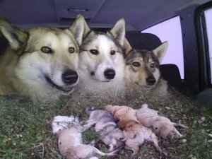 ПОСТАНОВЛЕНИЕ СУДА ПО УБИЙСТВУ ЛАЕК В ПЕРМСКОМ КРАЕ.