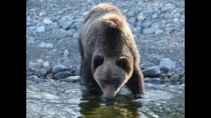 56 лет назад - Образован Байкальский заповедник