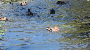 Утки играют. Видео Л.П. Юрчишко