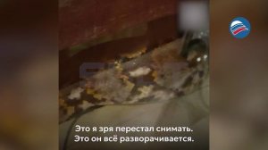 Россиянин столкнулся с огромным питоном на вилле в Таиланде