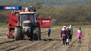 Сбор «второго хлеба». В Сахалинской области началась большая уборочная кампания