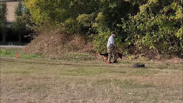 2.  выражено/перв TILSITTEN SCHLOSS DRAGO (Bruce di Casa Luca – Britney di Casa Nobili)