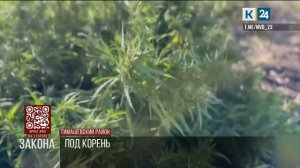 В Тимашевском районе уничтожили более тысячи кустов конопли