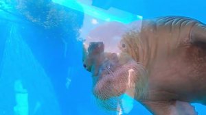 Московский зоопарк