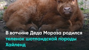 В вотчине Деда Мороза родился теленок шотландской породы Хайленд