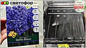 💞В Светофор привезли лопаты, гиацинты, сентябрь 2025