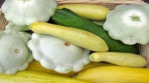 Кабачки по-киевски