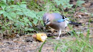 сойка красавица