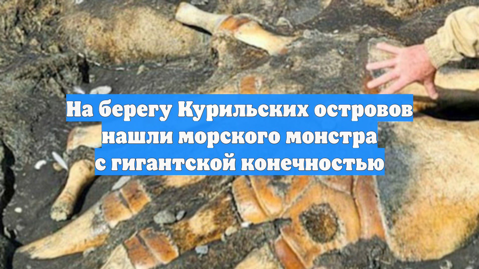 На берегу Курильских островов нашли морского монстра с гигантской конечностью