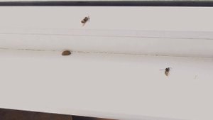 Осы атаковали квартиру вологодской пенсионерки