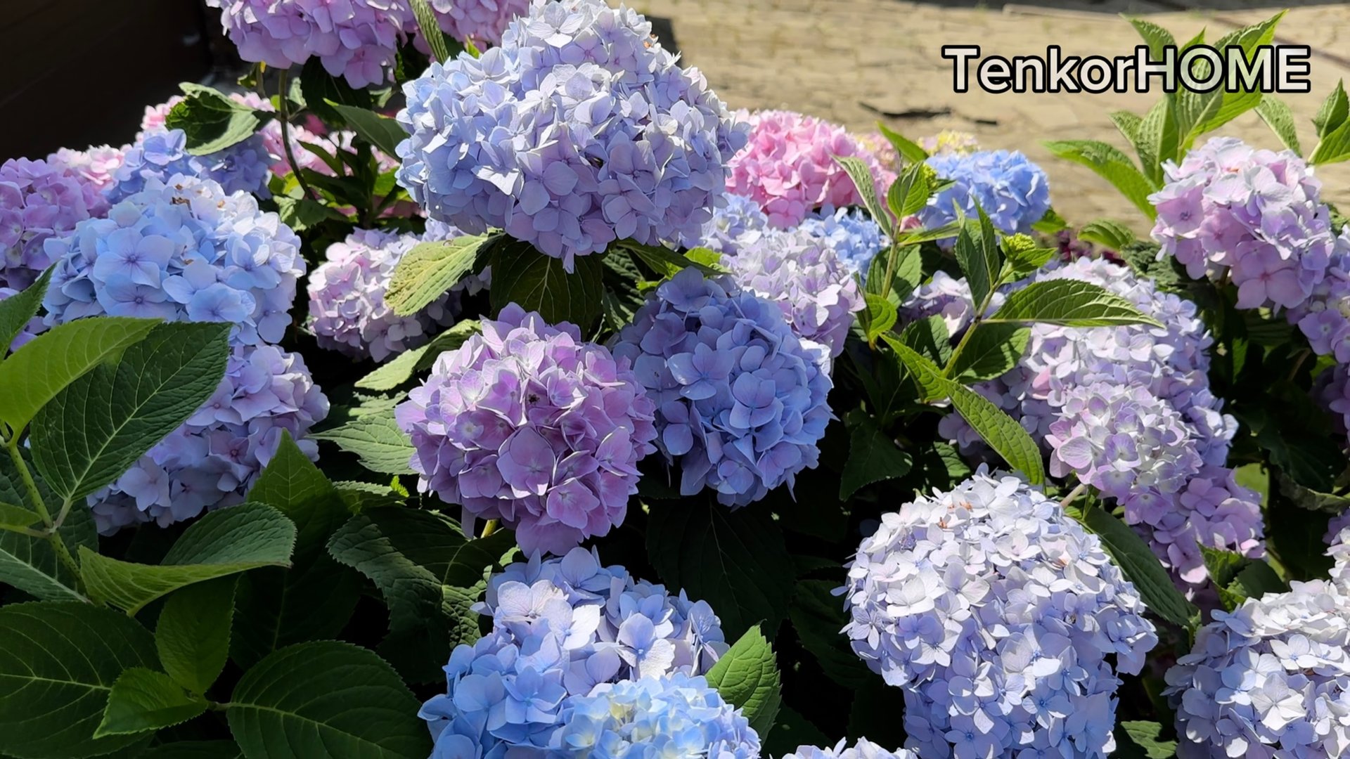 Осенняя обрезка крупнолистной гортензии! смотреть онлайн