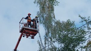 Спил деревьев в Москве и области