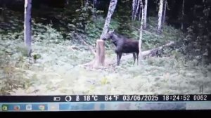 лось на салонце #shorts