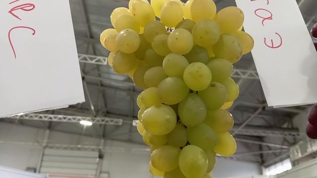 Виноград Красноярска. Сергей Будрис. Выставка винограда в Мвдц Сибирь 25-28 сентября. смотреть онлайн