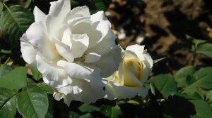 22==09==2025  ПВН  КМР   (147)