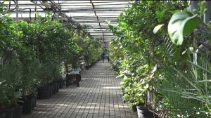 Гостем программы «Уфимское время» станет руководитель столичного лимонария Фарида Садыкова