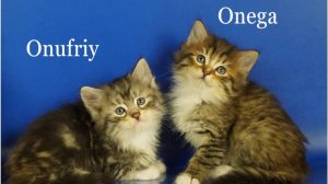 Сибирские котята мальчик Onufriy, девочка Onega, 1 месяц 10 дней