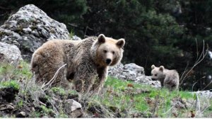 На Камчатке скончалась женщина, на которую напал медведь