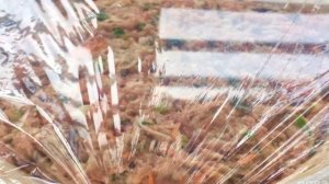 Китайские мясные рулеты