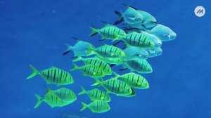 Ихтиолог Планеты Океан ММО, МедиаСфера ТВ, Калининград 2025