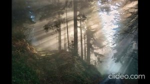 Моя твоя сирень.