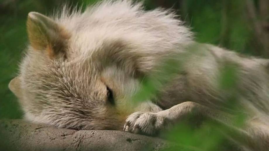 Волчица РЫДАЛА у дороги всю ночь… когда водитель УВИДЕЛ причину, он ПОСЕДЕЛ от шока;