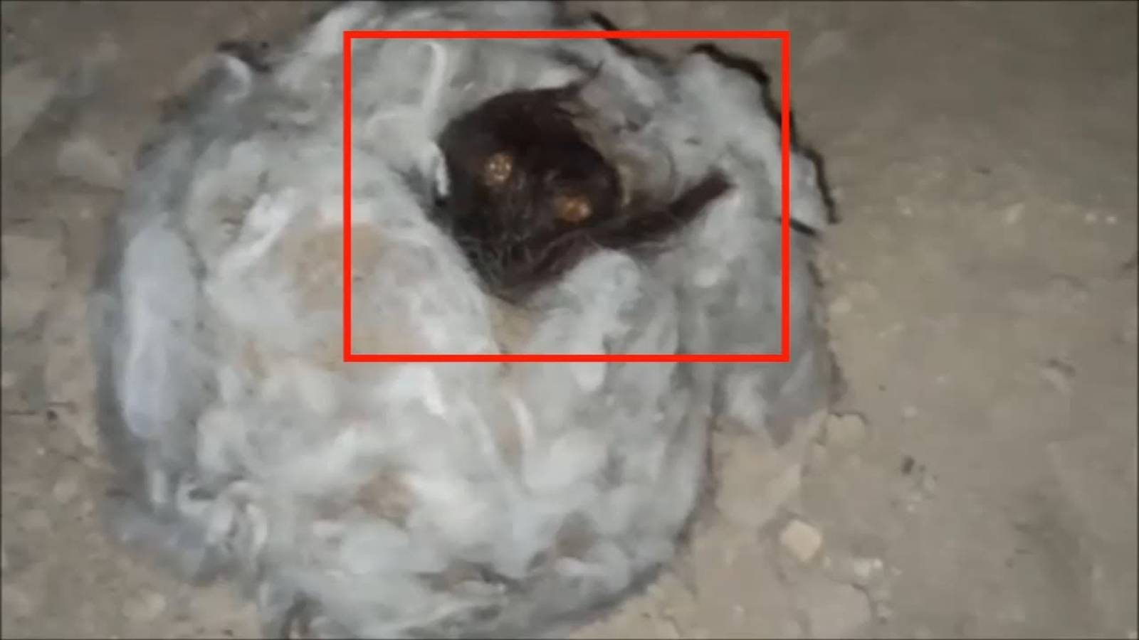 Страшное существо в заброшках был снят удачно | Неизвестное существо смотреть онлайн