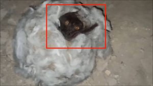Страшное существо в заброшках был снят удачно | Неизвестное существо