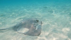 Скат гребнехвостый хвостокол на песке Comb-tailed stingray on sand. Maldives 2023