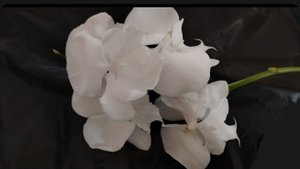 Новичок в моей коллекции. Фаленопсис Big Lipe White Angel. Доращивание цветоноса. Часть 3