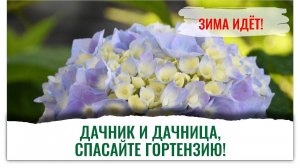 Всенародный эксперт Елена Храмушина спасает гортензию
