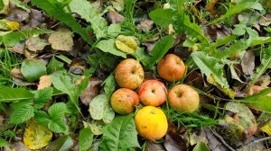 Опять и снова последние