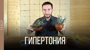 Травы от давления. Лекарственный сбор от гипертонии