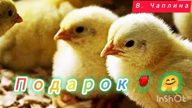 "ПОДАРОК🐤"/аудио рассказ/ В. Чаплина