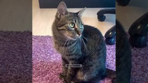 Все коты в округе встали по стойке «Смирно!»