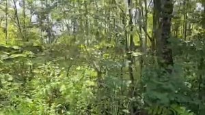 Земельный участок по адресу: МО, г.о. Электросталь, деревня Есино